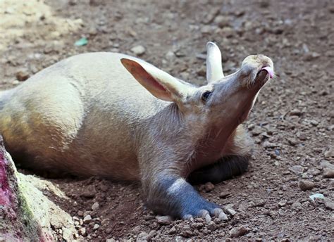  Aardvark! Um animal de escavação fascinante com uma língua pegajosa extraordinária!