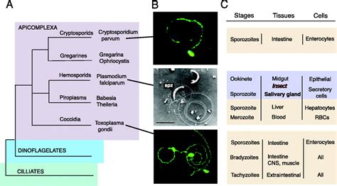  Apicomplexan: Masters of Parasitism, Capable of Sneaky Intracellular Invasion!