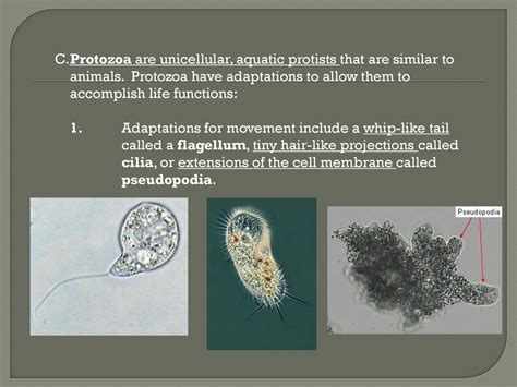  Kerona! Descubra Este Protista Aquático Que Faz Dança com Cílios e Se Alimenta de Bactérias