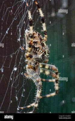  Nicolae! Um Aranha de Jardim que Caça com Paciência Indomável