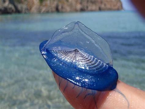  Velella Velella: Uma Criatura Flutuante de Beleza Inusitada Que Desafia as Correntes Oceânicas!