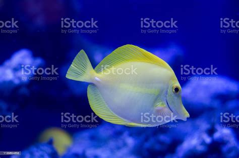 Zebrasoma! Descubra o Fascinante Peixe-Cirurgião com Escamas Brilhantes que Dançam nos Recifes de Coral