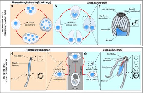  Apicomplexa: Descubra o Parasita Microscópico Que Pode Fazer Você Ficar Mal-disposto e Afetado por Doenças Tropicais!