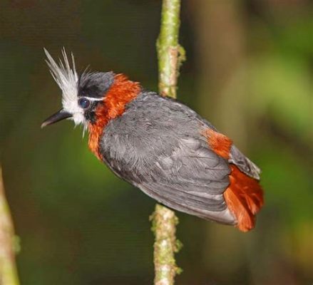  Besouro! Descubra o Mundo Fascinante das Aves Migratórias que Possuem Uma Plumas Brilhantes e Mestres da AltaAltitude