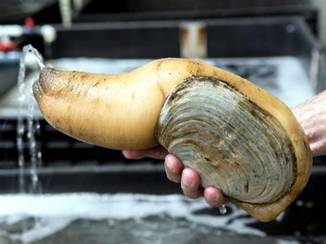  Geoduck: Uma concha gigante que vive enterrada na areia e um filtro natural para os oceanos!