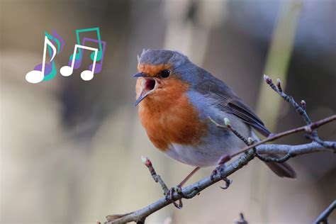  Íbis: Uma Ave que Voa com Elegância e Canta com um Coro de Clarinetes!