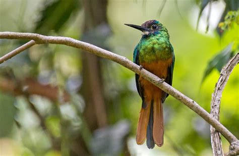  Jacamar! Uma ave multicolorida com plumagem vibrante que voa de forma acrobática em busca de suas presas!