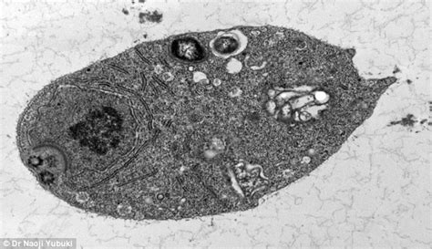  Monocercomonoides! Uma ameba sem mitocôndrias que desafia os limites da biologia