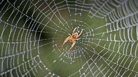  Nichollsia: Uma Aranha que Faz Teias Coloridas e Vive em Lugares Inesperados!