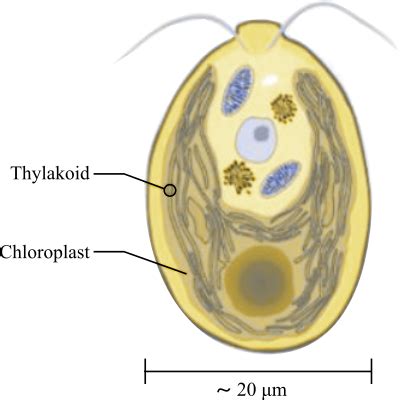  Ophyrys: Uma Células Unicelulares Que Pode Ter Seus Próprios Superpoderes de Sobrevivência!