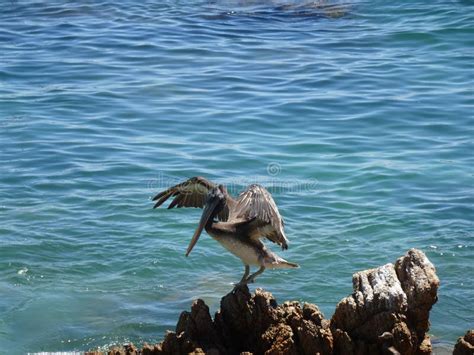  Peruvian Pelican: Uma ave aquática imponente que mergulha em busca de sua refeição!