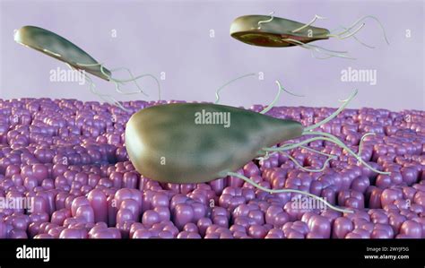 Quizzing Your Knowledge: This Microscopic Parasite - Quinaria - Lives Within Its Host and Causes Fascinating Cellular Transformations!