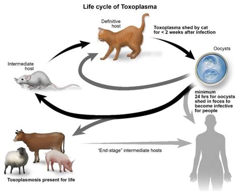  Toxoplasma gondii: Um Parasita Astuto Que Faz Gatinhos Serem Gatinhos Mais Bonitinhos!