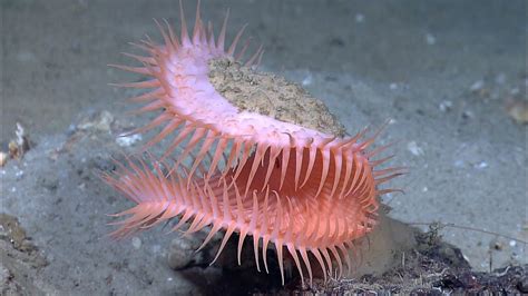 Venus Flytrap Anemone: An Underwater Predator Disguised as a Delicate Flower!