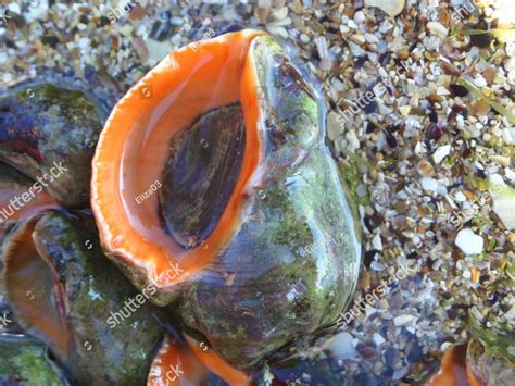  Whelk: Uma Caracol-Marinho Delicioso que Também É um Caçador Feroz!