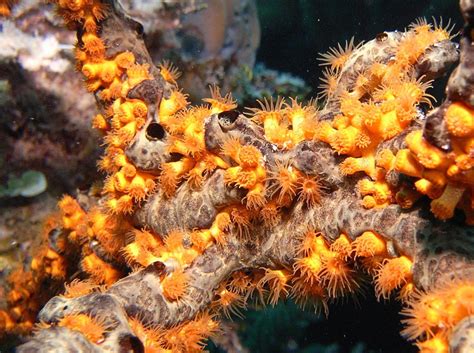  Zoanthids! Florescentes Animais Marinhos com um Segredo Inesperado